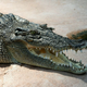 Illustration for article titled Brutus The Three-Legged Croc Enjoys A Sharky Snack